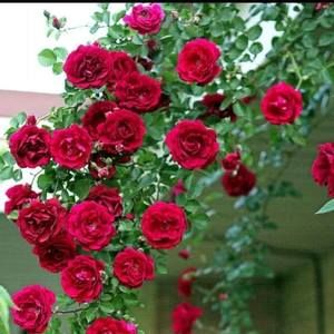 Meet your Posher, Ida